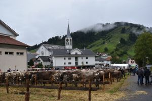 Auf dem Ausstellungsplatz wurden 374 Tiere zur Schau gestellt